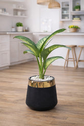 Dieffenbachia Dumb Cane With Luxe Planter