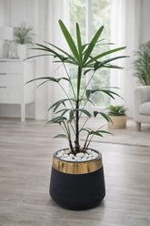 Lady Palm With Luxe Planter