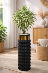 Song of India in Capsule Planter
