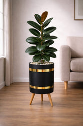 RUBBER PLANT – Luxury Stand Planter Combo