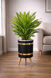 Dracaena Fragrans Massangeana – Luxury Stand Planter Combo