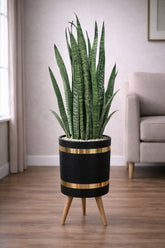 Snake Sansevieria trifasciata – Green Luxury Stand Planter Combo