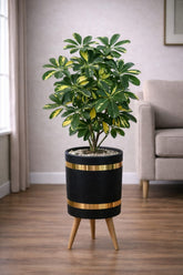 Schefflera Plant – Luxury Stand Planter Combo