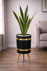 Snake Sansevieria Trifasciata – Green & Yellow