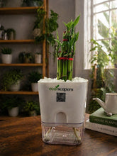 Lucky Bamboo