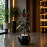 RUBBER PLANT in Orbix Planter