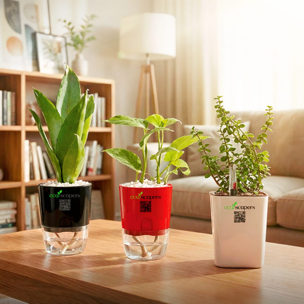 indoor plants in karachi Karachi Gift Set