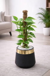 Money Plant With Luxe Planter