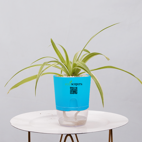Spider Plant (Chlorophytum comosum)