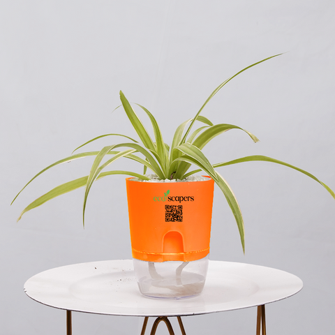 Spider Plant (Chlorophytum comosum)