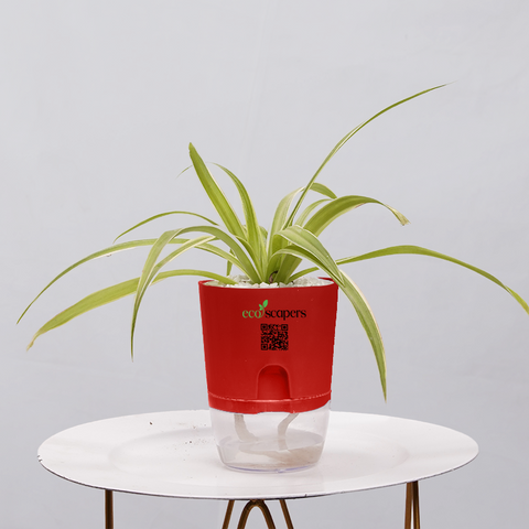 Spider Plant (Chlorophytum comosum)