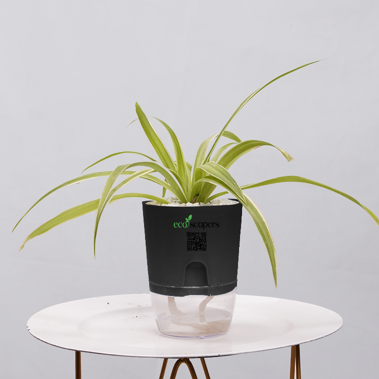 Spider Plant (Chlorophytum comosum)