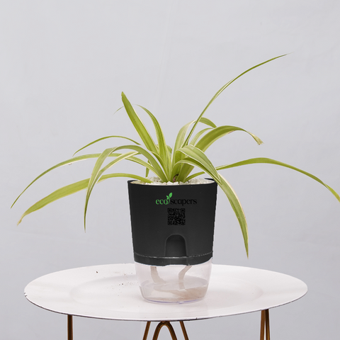 Spider Plant (Chlorophytum comosum)