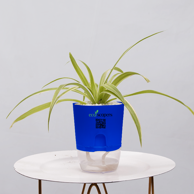 Spider Plant (Chlorophytum comosum)