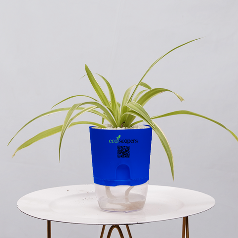 Spider Plant (Chlorophytum comosum)