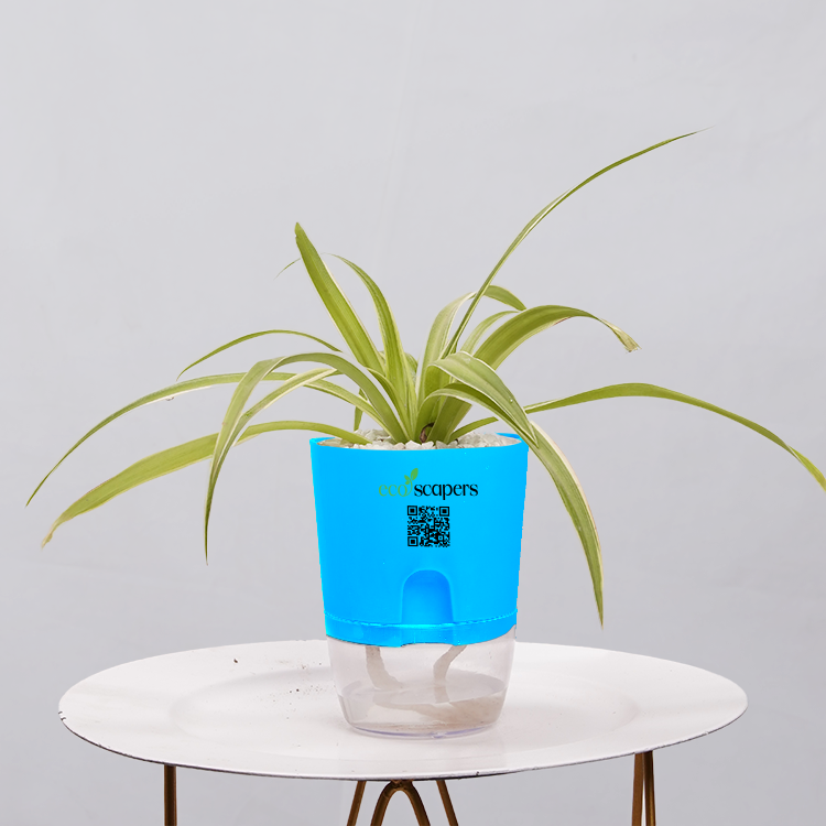 Spider Plant (Chlorophytum comosum)