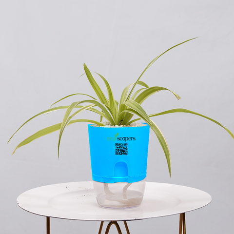 Spider Plant (Chlorophytum comosum)