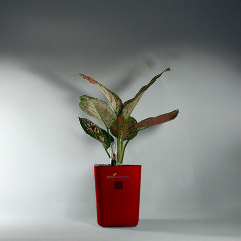 Aglaonema pink lipstick