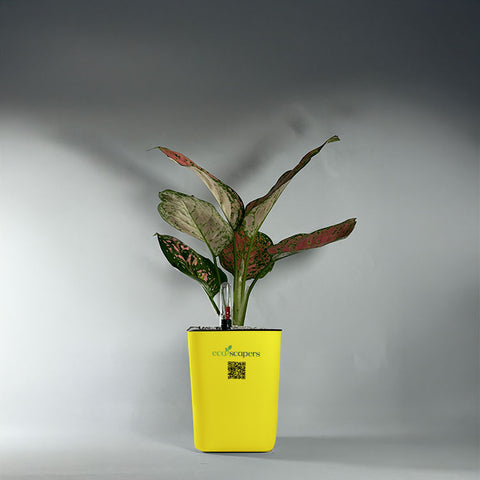 Aglaonema pink lipstick