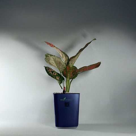 Aglaonema pink lipstick