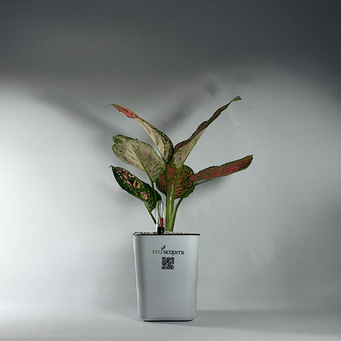 Aglaonema pink lipstick