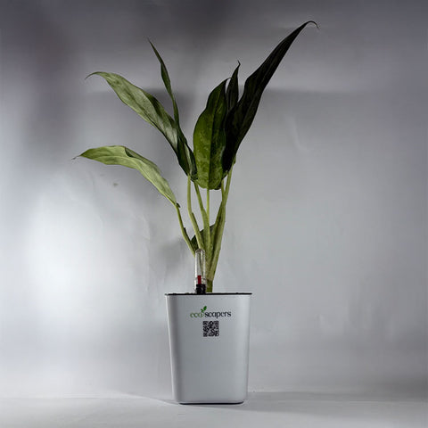 Aglaonema Chinese Evergreen