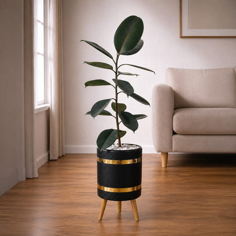 RUBBER PLANT Luxury Stand Planter Combo