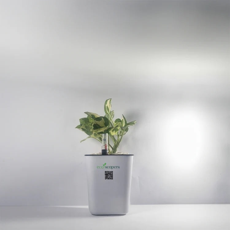 Money Plant nJoy