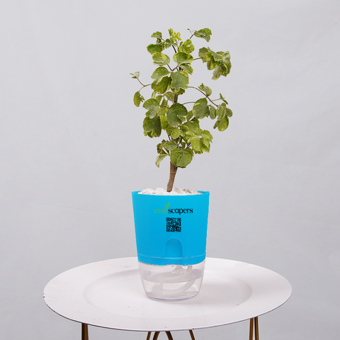 Ficus Bonsai