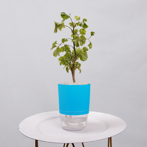 Ficus Bonsai