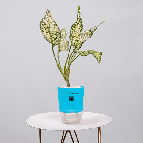Aglaonema Snow white