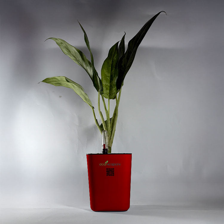 Aglaonema Chinese Evergreen
