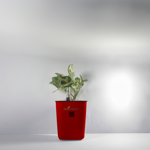 Money Plant Marble Queen