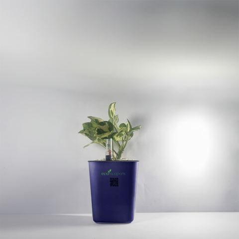 Money Plant Marble Queen