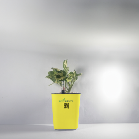 Money Plant Marble Queen