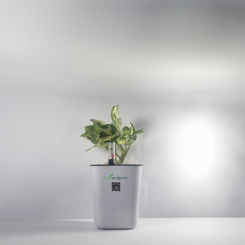 Money Plant Marble Queen