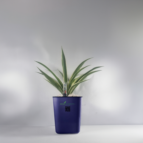 Spider Plant (Chlorophytum comosum)