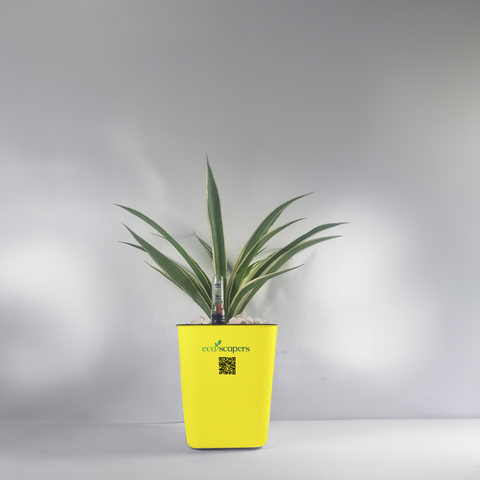 Spider Plant (Chlorophytum comosum)