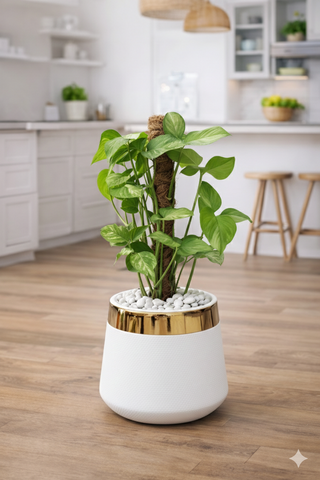 Money Plant – Luxury Stand Planter Combo