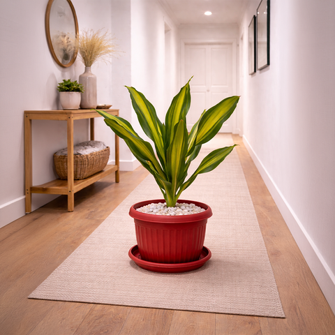 Dracaena Massangeana in Roma Ribbed Planter