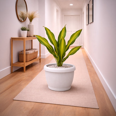 Dracaena Massangeana in Roma Ribbed Planter