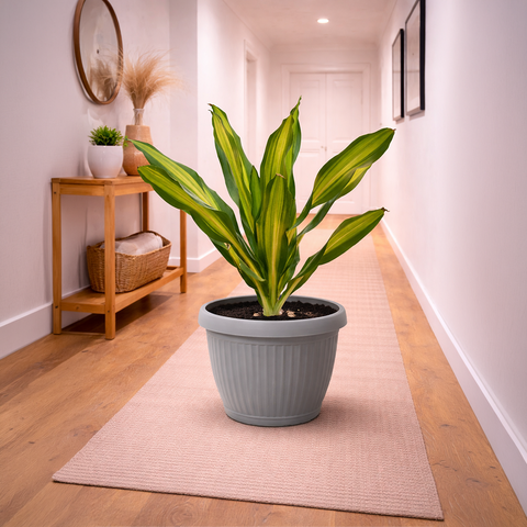 Dracaena Massangeana in Roma Ribbed Planter
