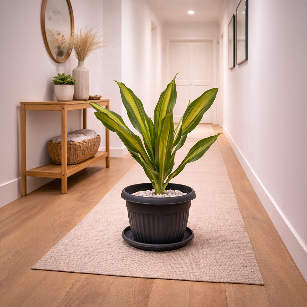 Dracaena Massangeana in Roma Ribbed Planter