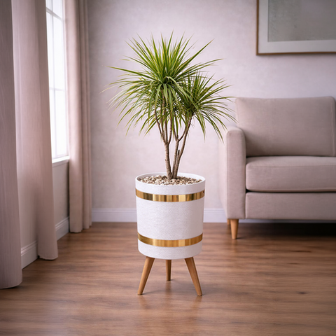 Marginetta Plant Luxury Stand Planter Combo