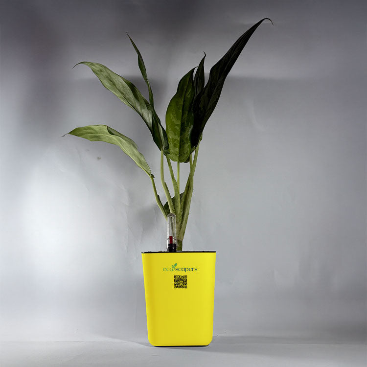 Aglaonema Chinese Evergreen