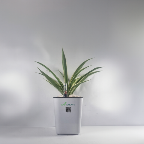Spider Plant (Chlorophytum comosum)