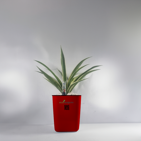 Spider Plant (Chlorophytum comosum)