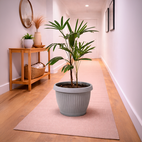 Lady Palm in Roma Ribbed Planter