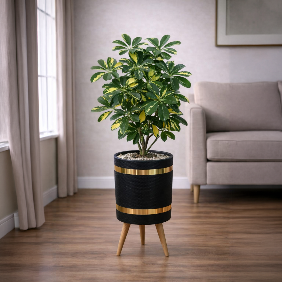Schefflera Plant Luxury Stand Planter Combo