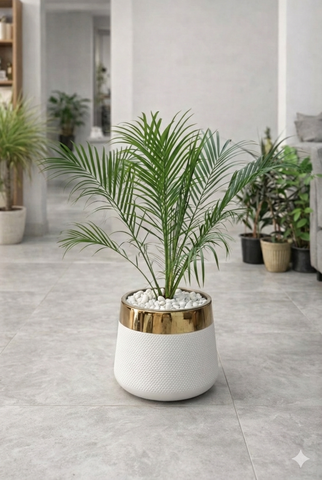 Phoenix Palm With Luxe Planter